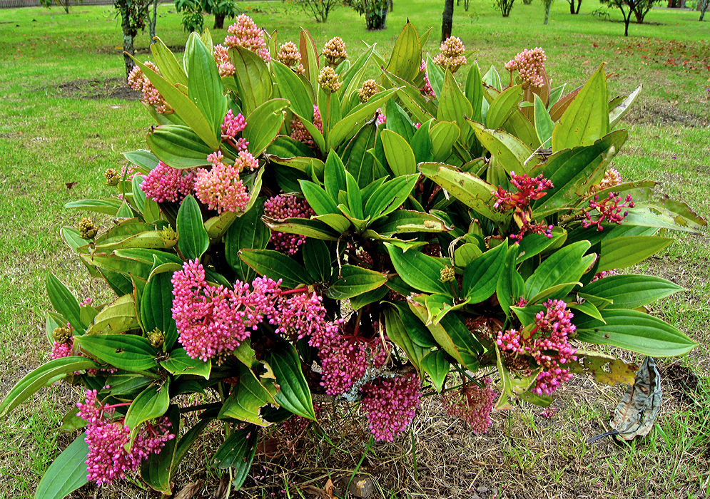 Medinilla myriantha shrub with pink inflorescences