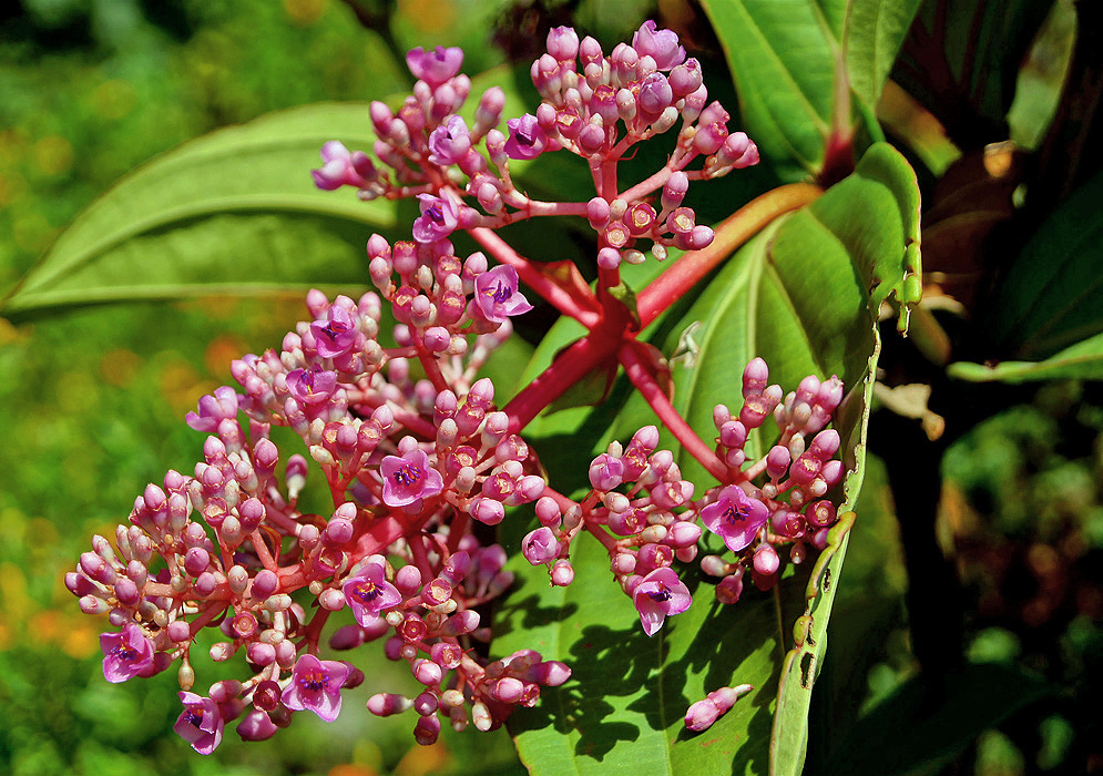 Medinilla myriantha inflorescence with dark pink-purple flowers
