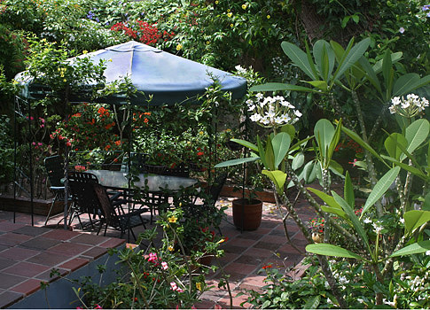 Attractive flowers and plants from Colombia in the garden patio of your lodging.