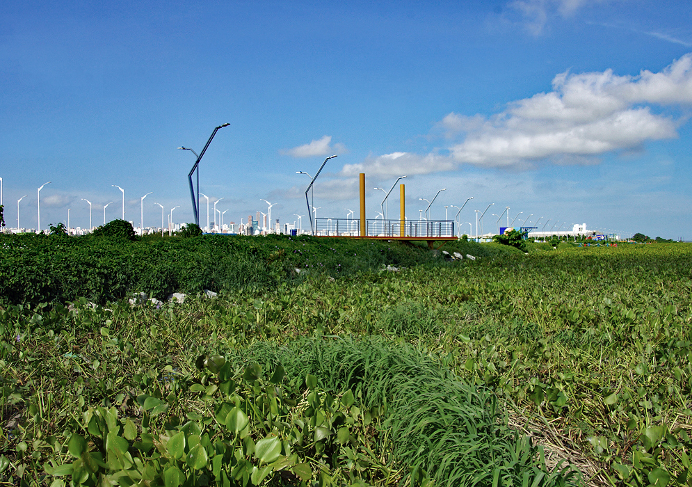 Vegetation growing on the Magdalena river with Barranquilla high-rises in the background