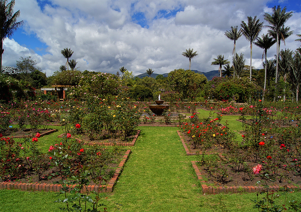 A water fountain in the middle of a sunny rose garden with palm tree in the background