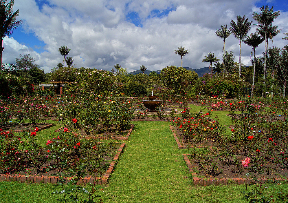 Bogotá Rose Garden A water fountain in the middle of a sunny rose garden with palm tree in the background