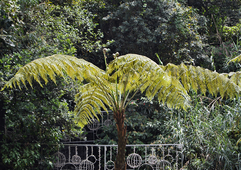 Fern Tree A fern tree basking in the sunlight