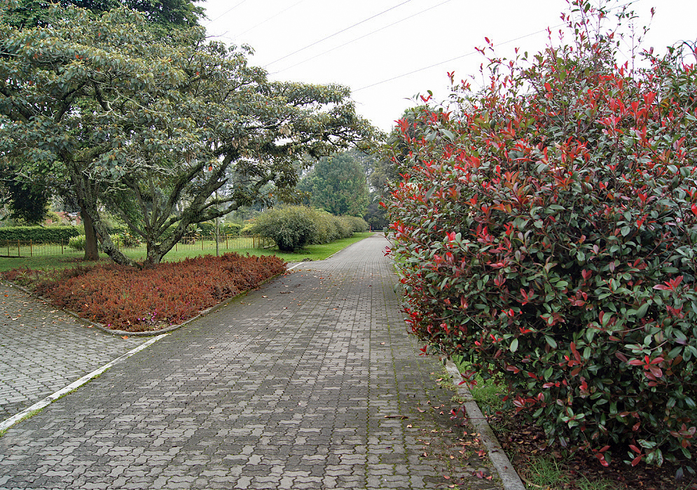 Garden Walkway Photinia serrulata plants along one-side of a walkway
