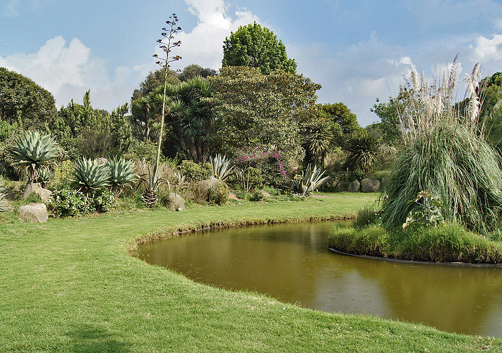 A pond surrounded by grass and xeriscape landscaping