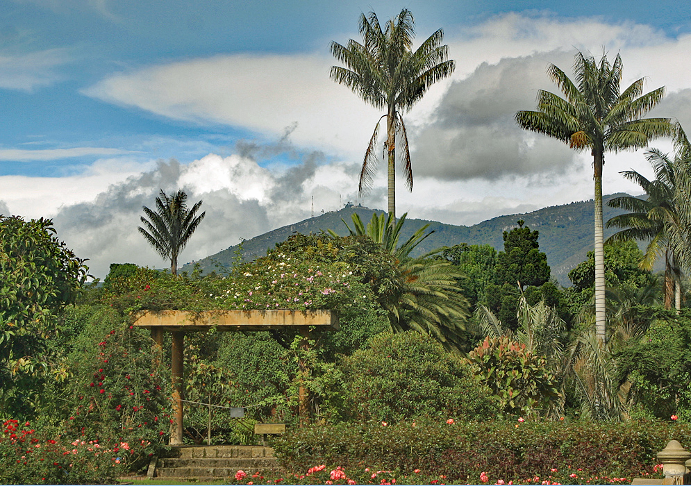 A stone-built arbor with a rose vine on top in the middle of a garden of roses and palm trees