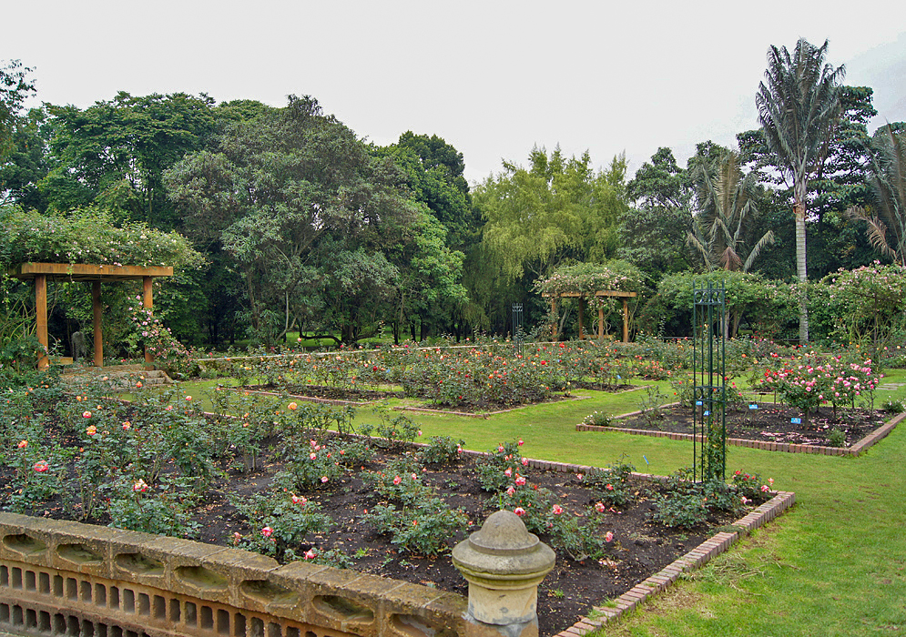 A rose garden with grass pathways surrounded by tall trees