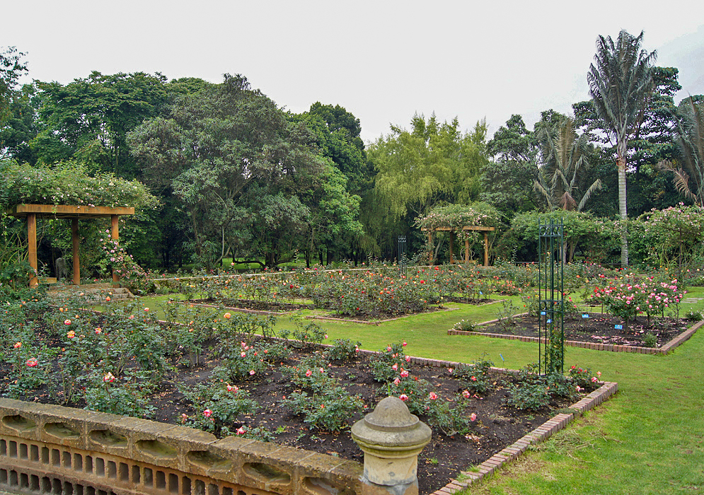 Roses A rose garden with grass pathways surrounded by tall trees