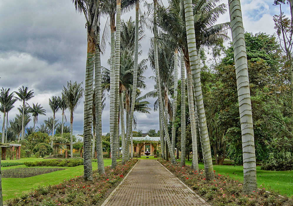 Walkway Between Palm Trees Palm trees and roses parallel a walkway that lead to a water fountain