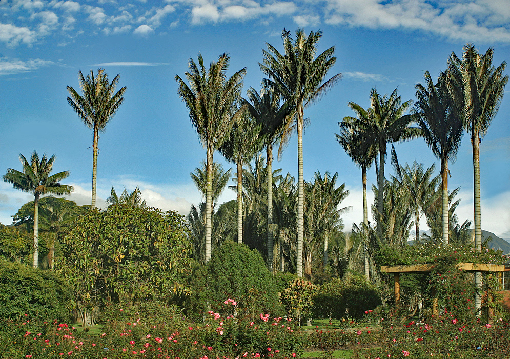 Tall palm trees in the background of a rose garden under blue skies