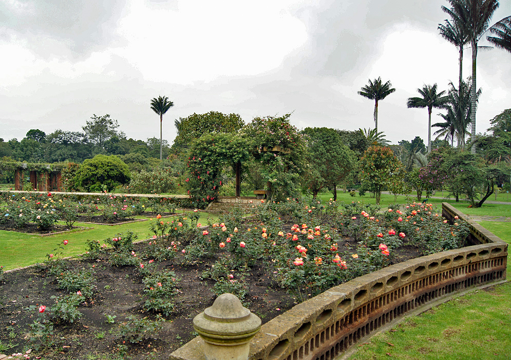 Roses in a Garden A bed of roses in front of flowering trees