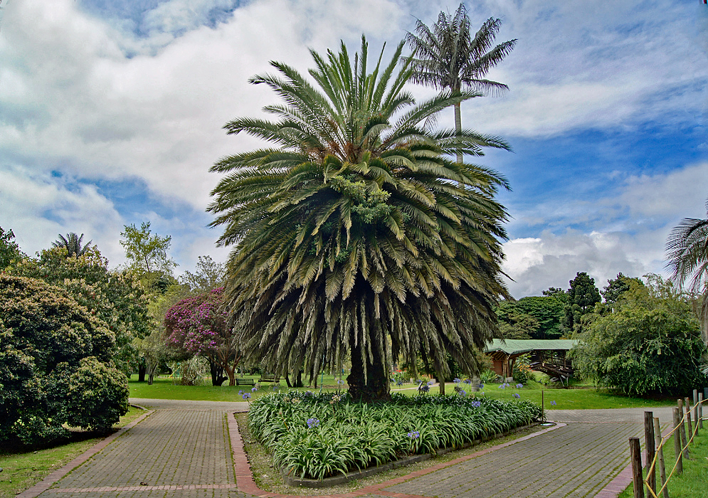 A large palm tree at the fork of a garden walkway