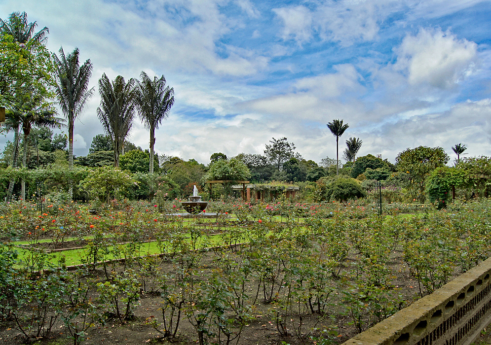 Large Rose Garden A large rose garden with a water fountain