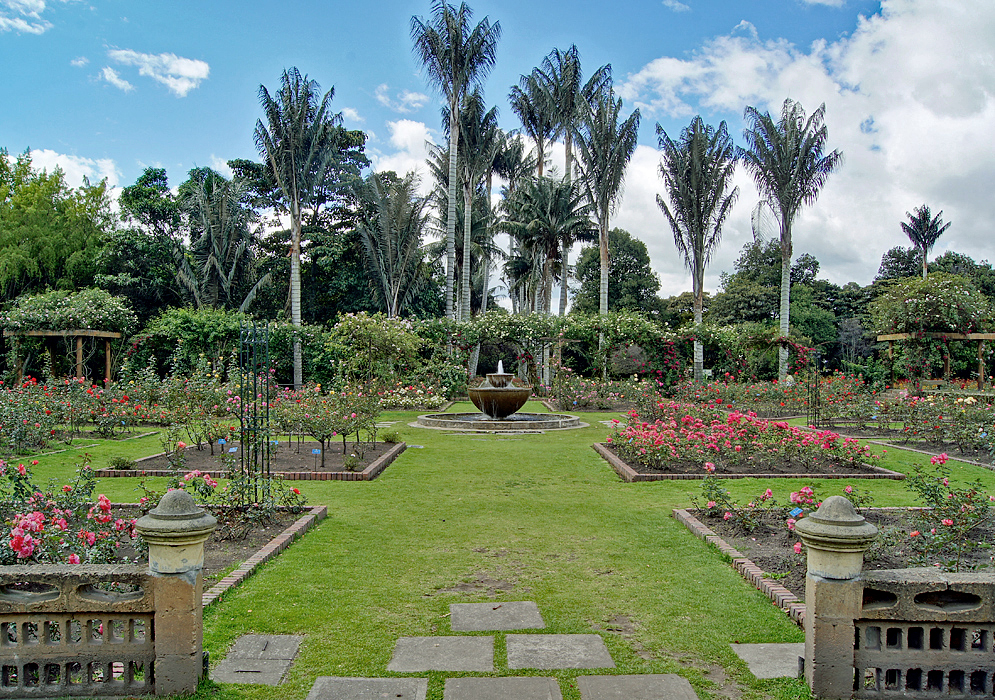 A water fountain in the center of a rose garden with large palm trees in the background
