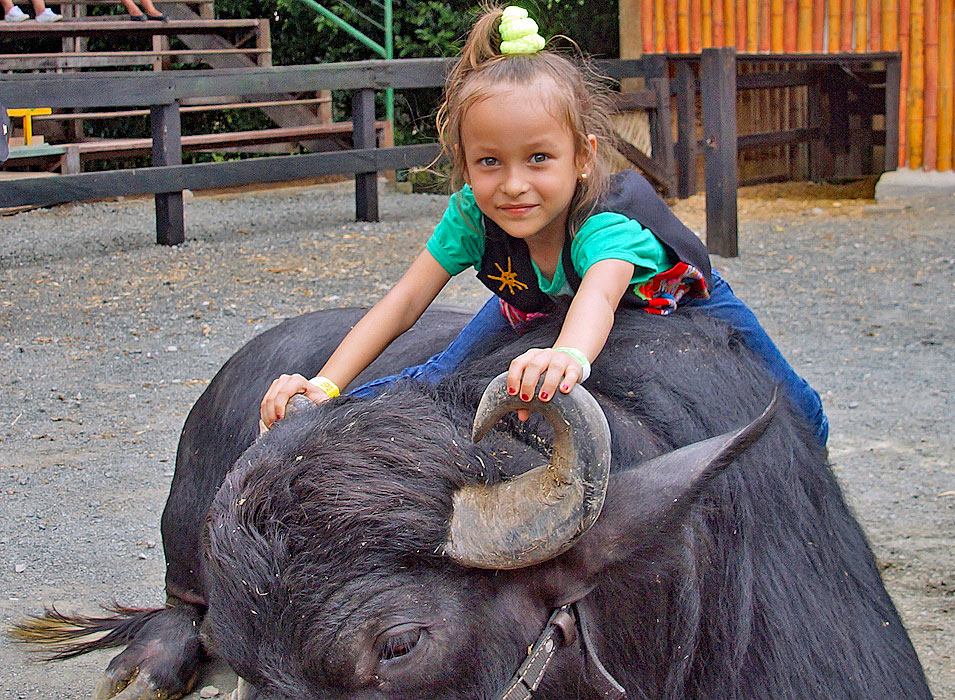 A six year old girl holding on to the horns on top of a black bull