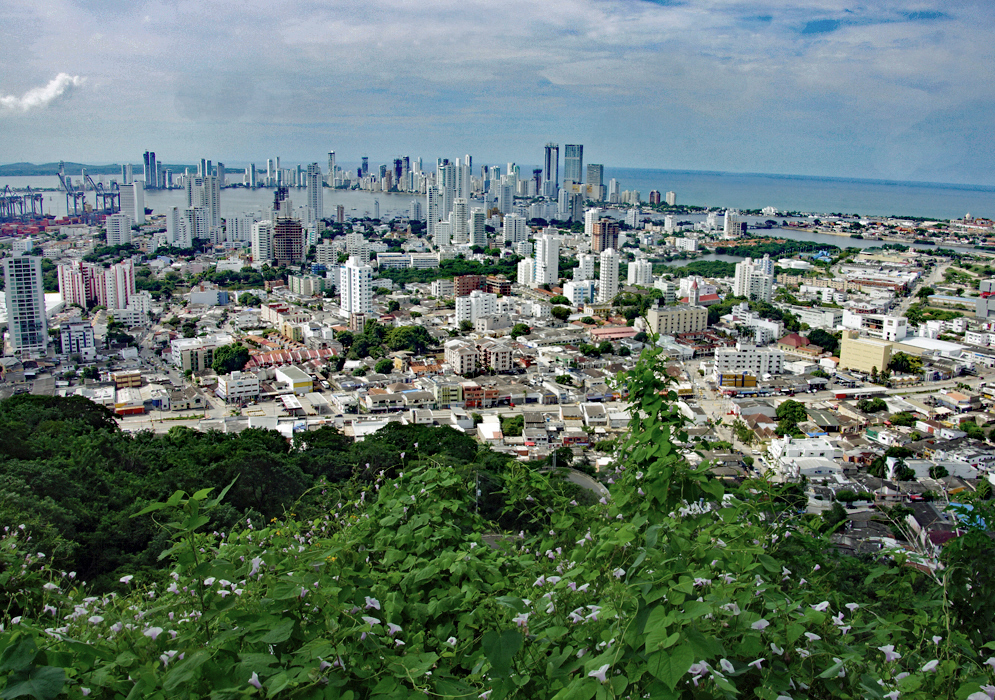 A flowering vine in the foreground of a vista of Cartagena