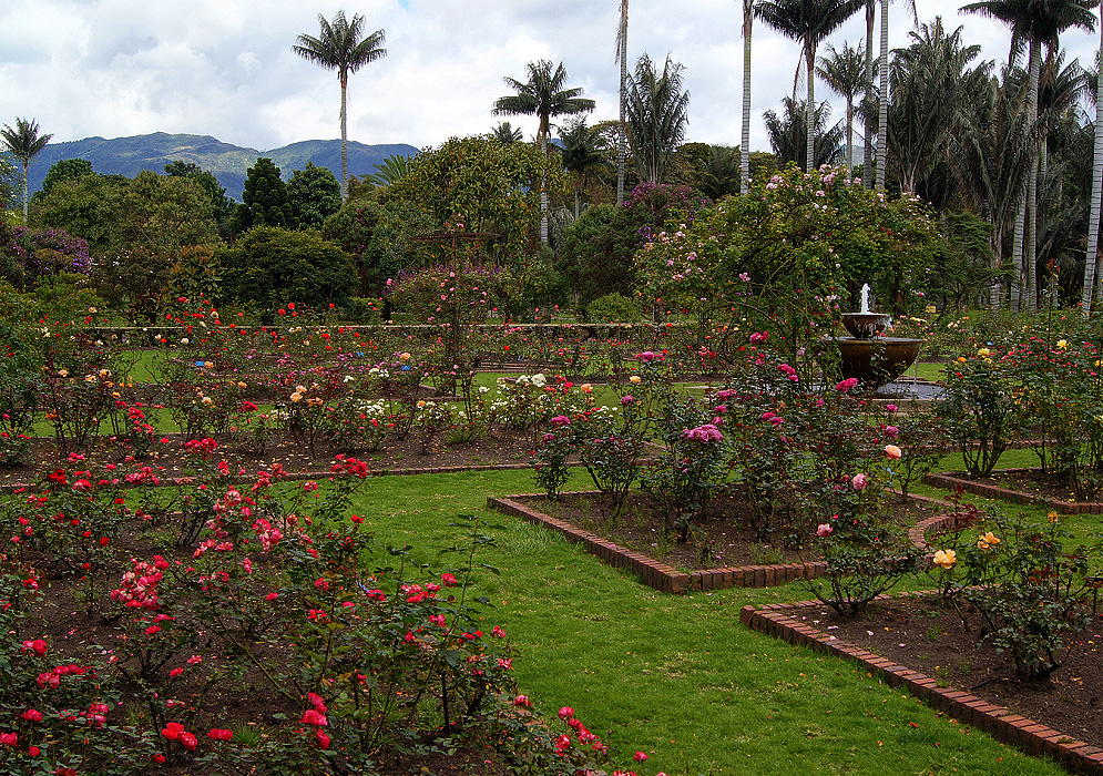 Bogotá Botanical Rose Garden A rose garden with green grass pathways and a water fountain surrounded by palms and flowering trees