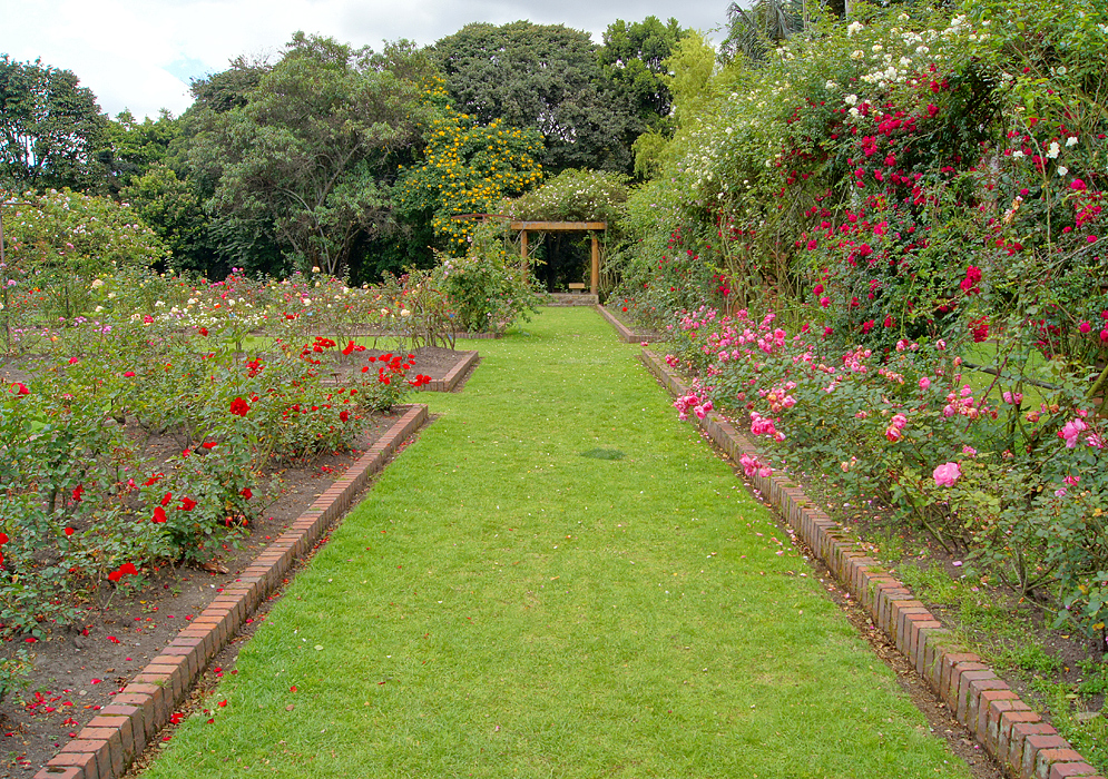 A green grass walkway between multi-colored roses leading to an arbor with a rose vine on top 