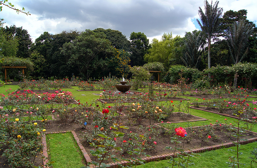 Rose Garden A water fountain in the middle of a rose garden with green grass pathways
