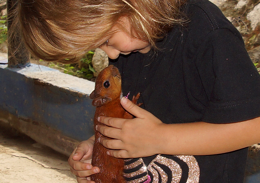 A three year old nose to nose with a red squirrel