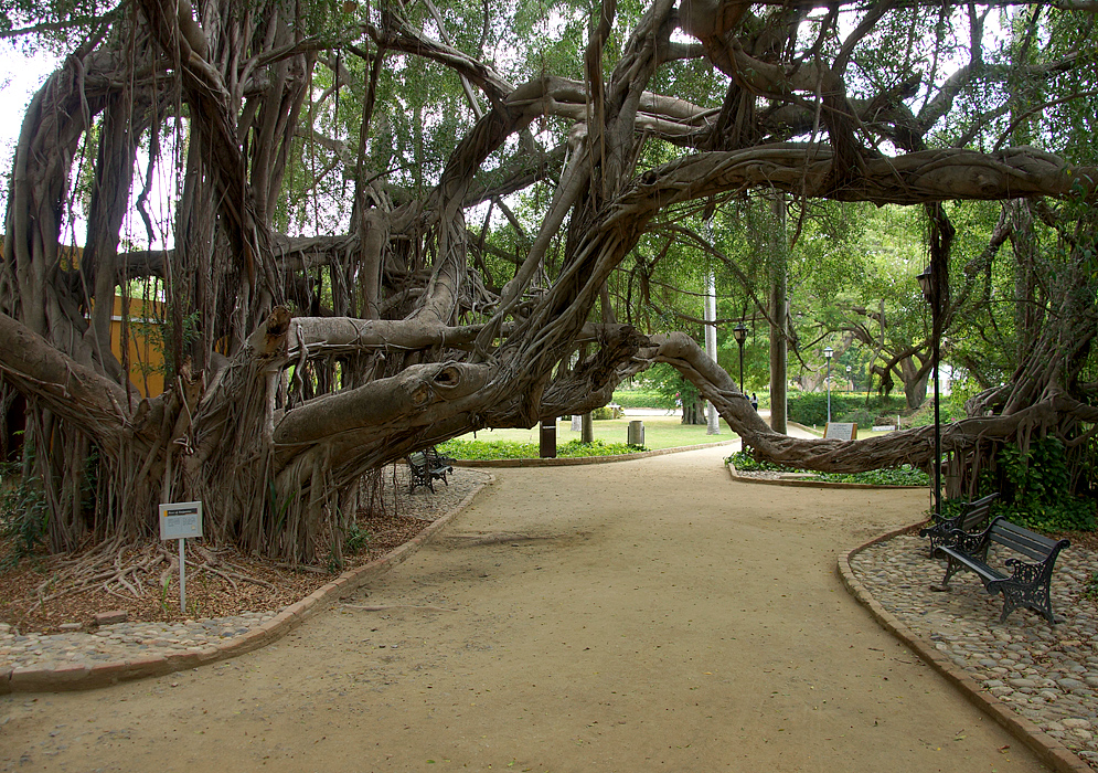 A large ficus tree with thick low branches sprawling above a dirt pathway