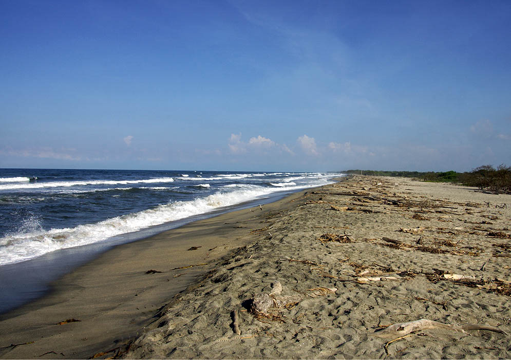 Driftwood in Magdalena Beach