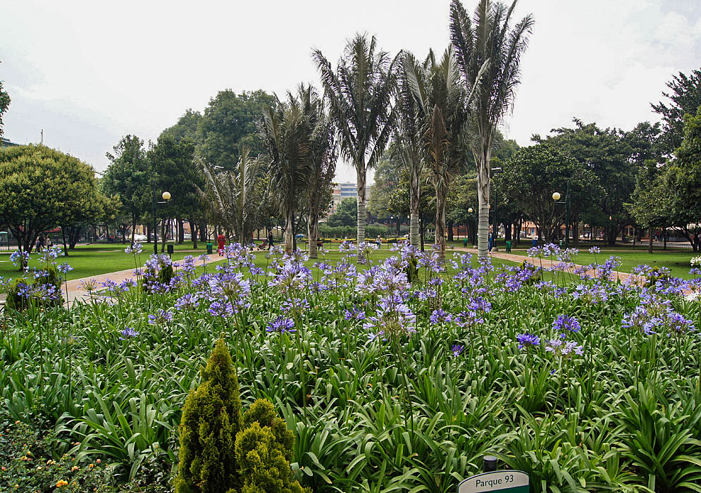 A park with palm trees and blue flowering Agapanthus plants 