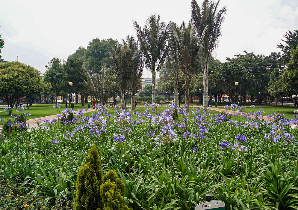 Parque 93 A park with palm trees and blue flowering Agapanthus plants