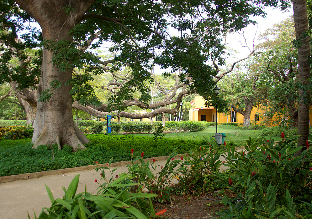 Pathway and gardens at the hacienda