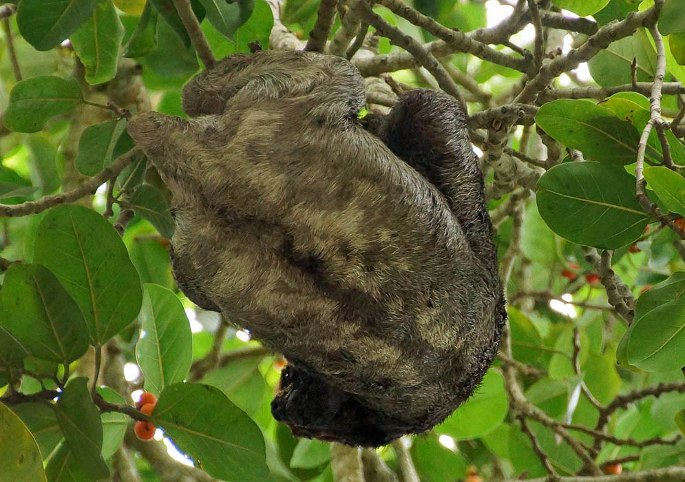 Grey Solth Upside down grey solth on a ficus tree